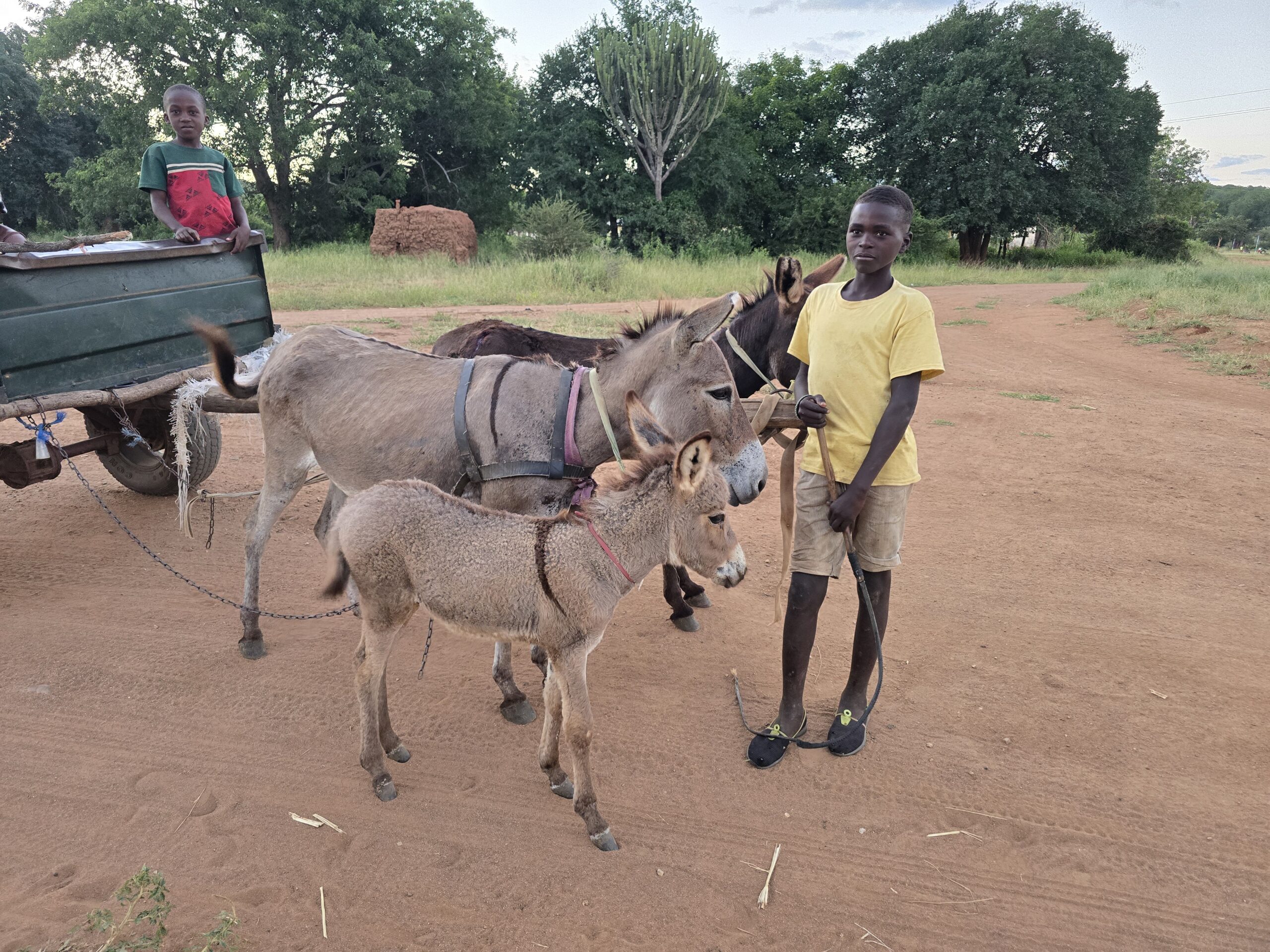 Humani Transportation